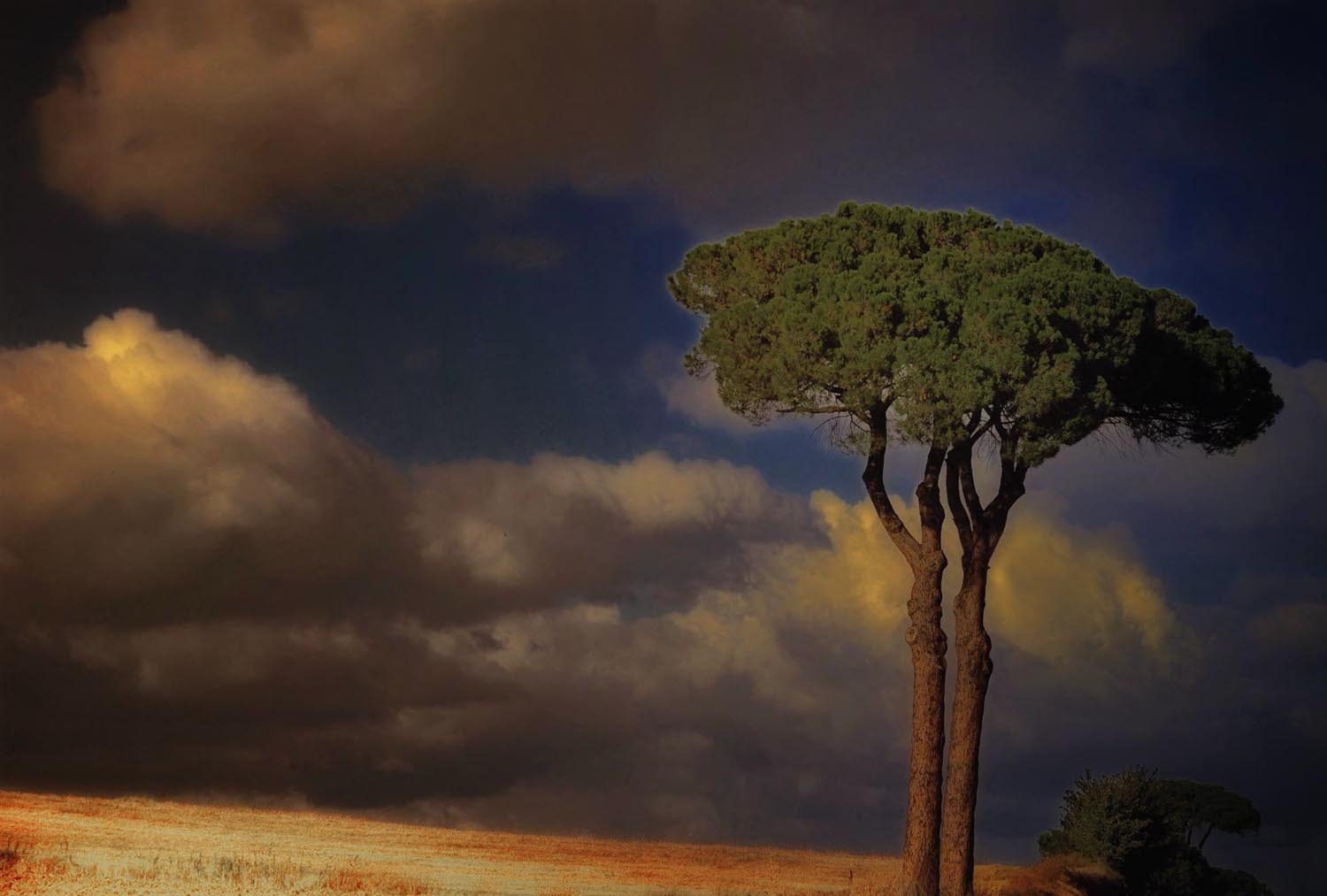 L'arbre qui ne cache pas la fôret