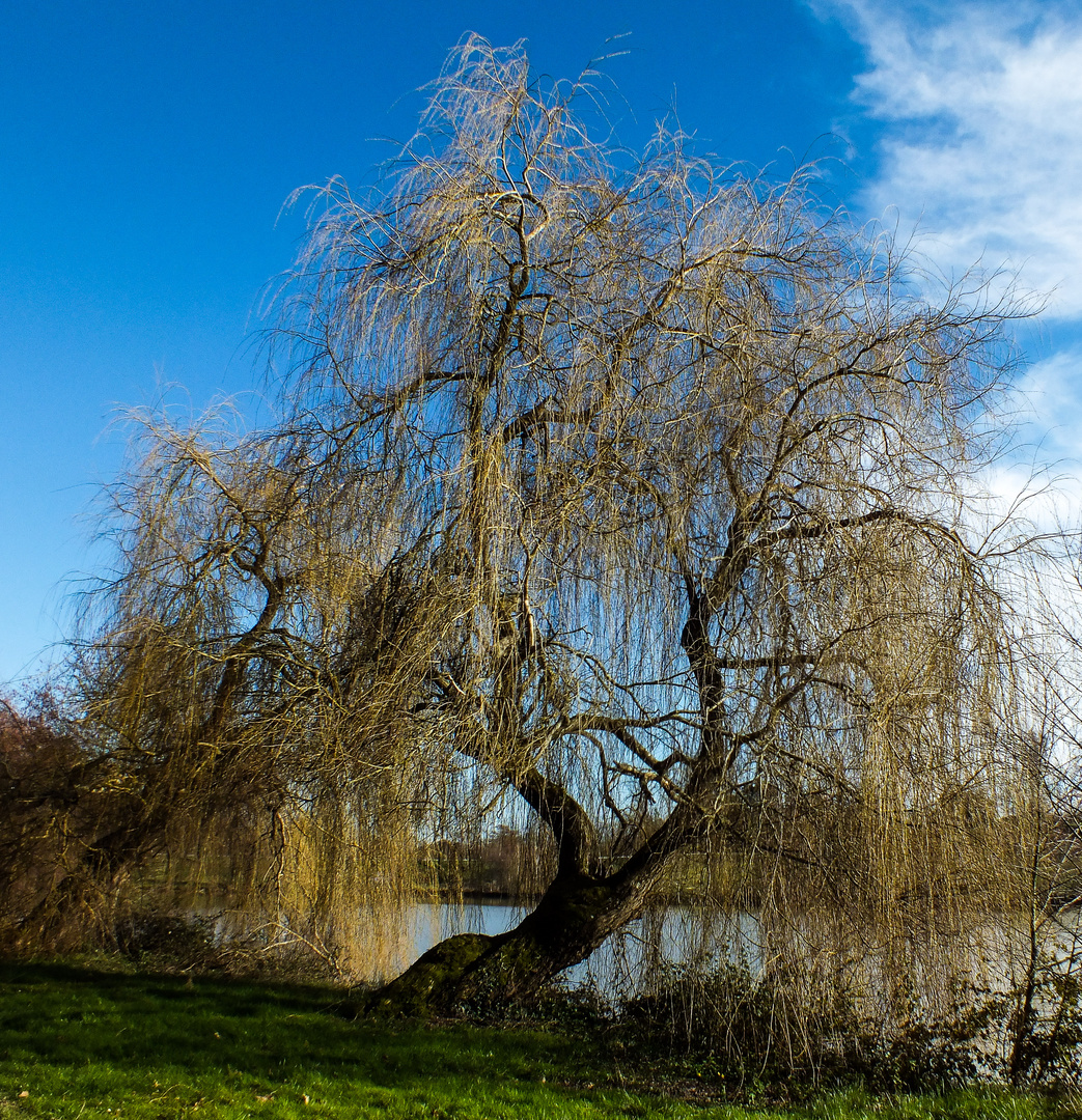 l'arbre qui pleure