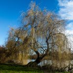 l'arbre qui pleure