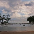 l'arbre qui pousse dans la mer