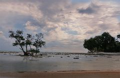 l'arbre qui pousse dans la mer