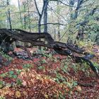 L’Arbre qui Rampe