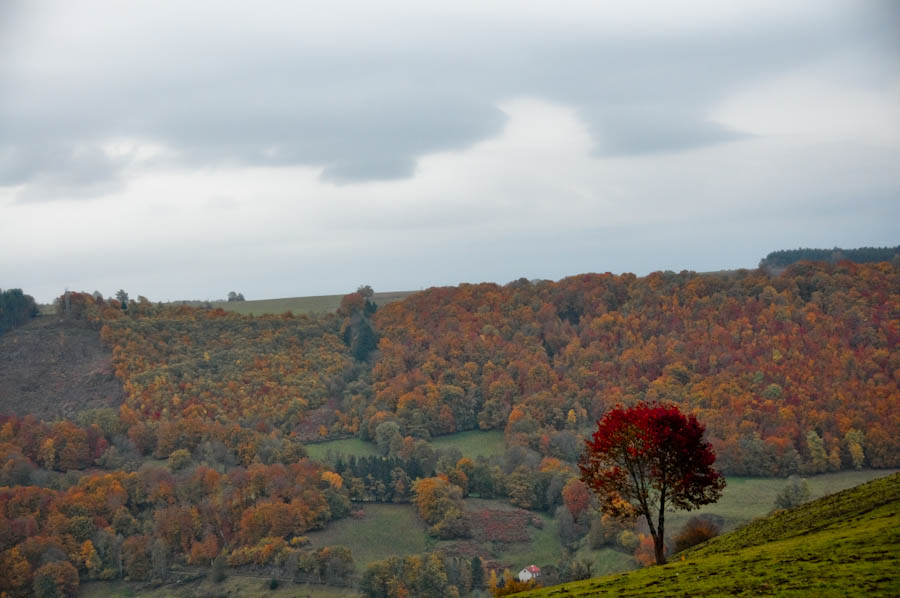 L'arbre qui rougit de plaisir