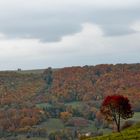 L'arbre qui rougit de plaisir