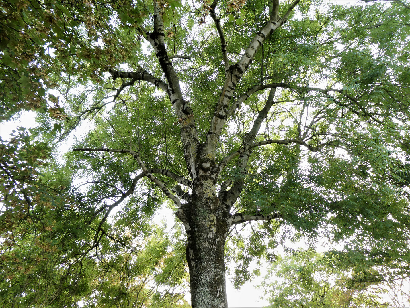 L'arbre Remparts de Boulogne /Mer