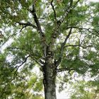 L'arbre Remparts de Boulogne /Mer