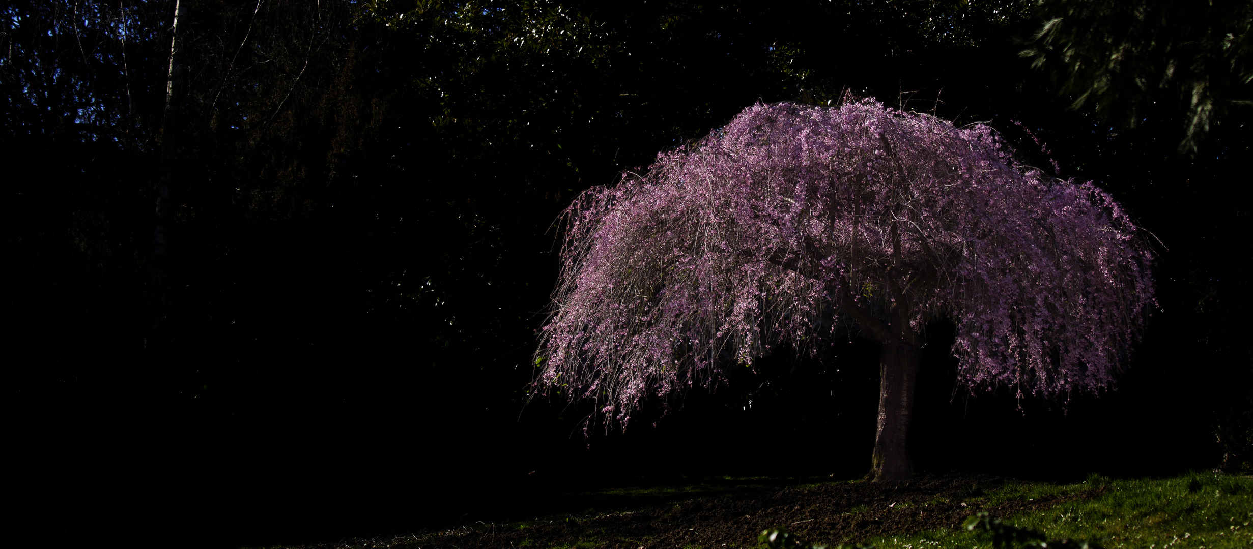 L'arbre rose