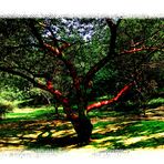 L'arbre rouge