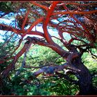 L'arbre rouge.