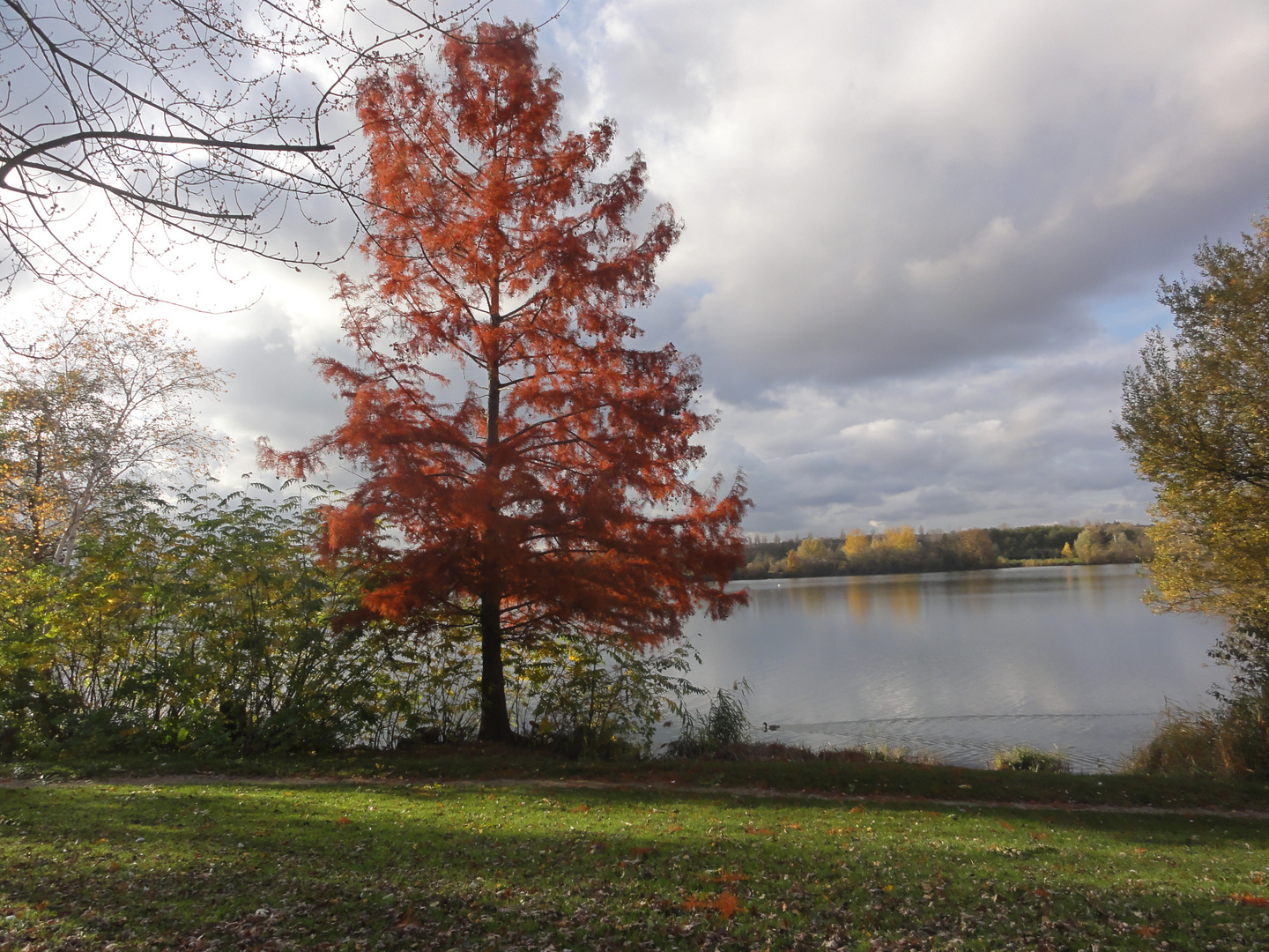 L'ARBRE ROUGE