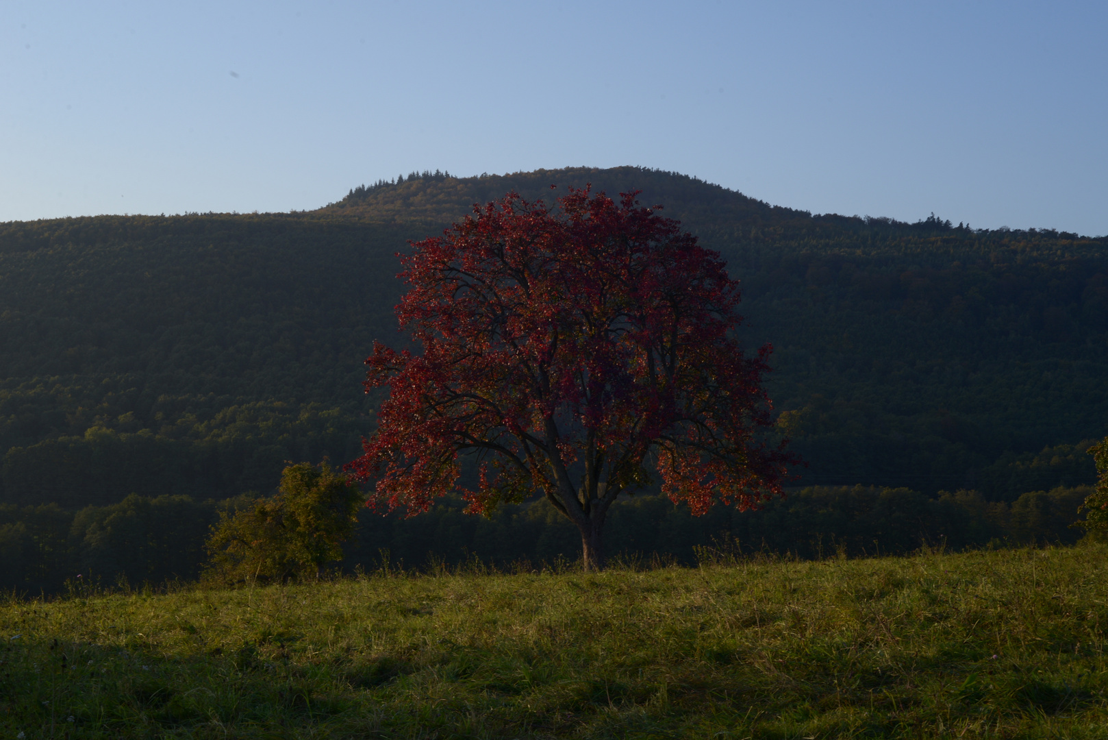 L'arbre rouge