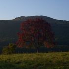 L'arbre rouge