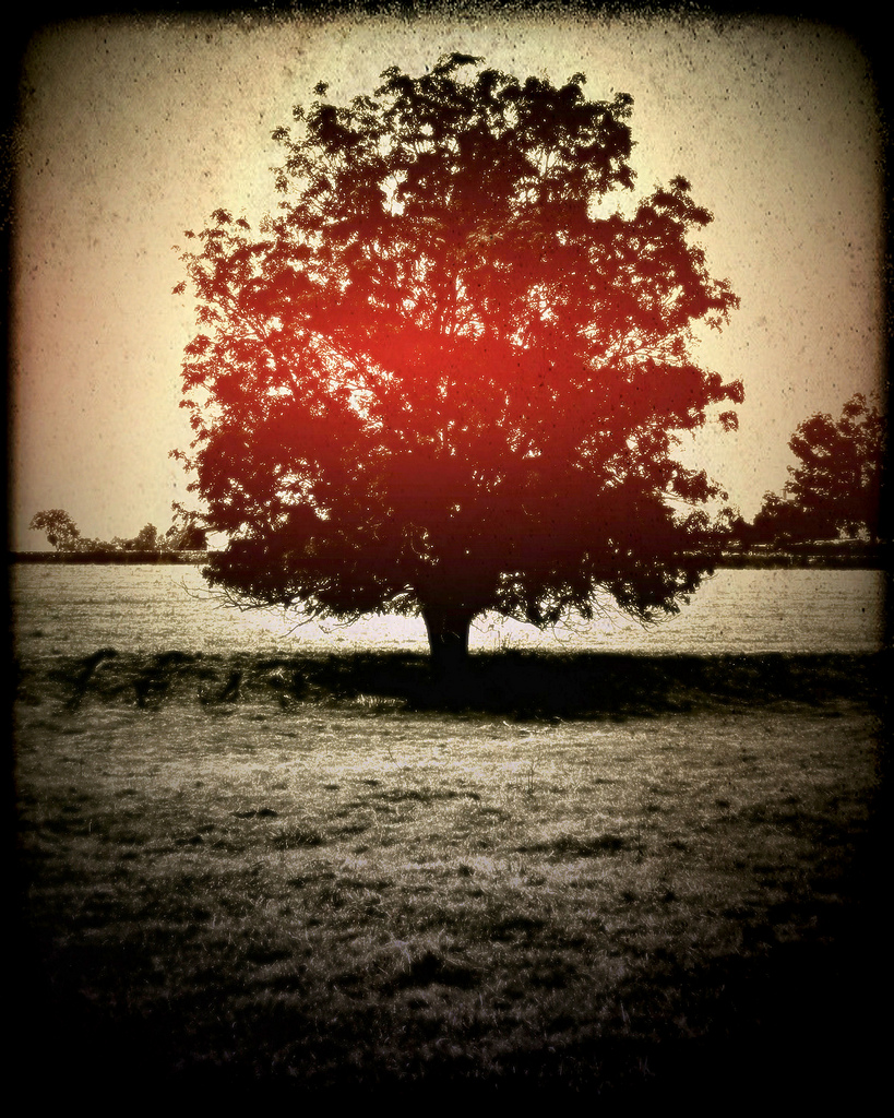 L'arbre rouge