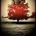 L'arbre rouge