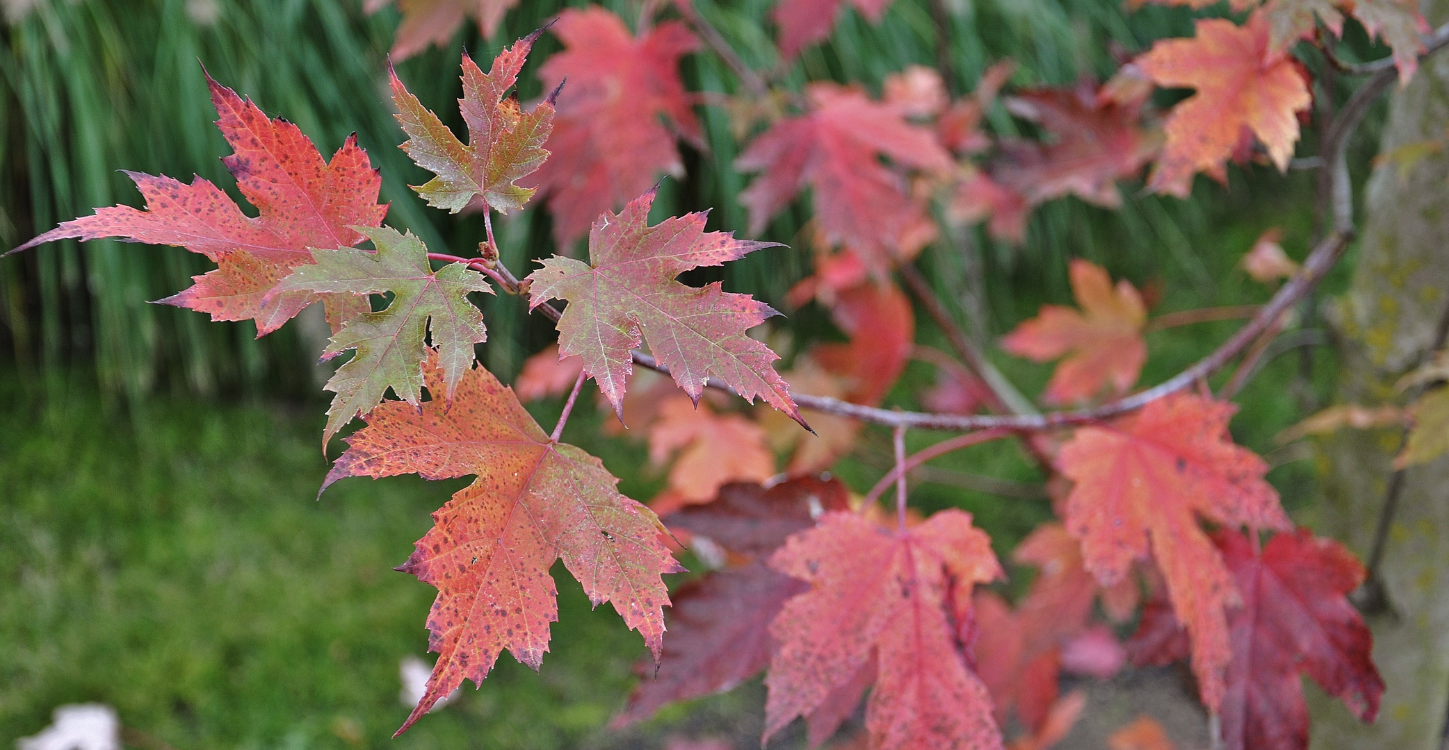 " L'arbre rouge"