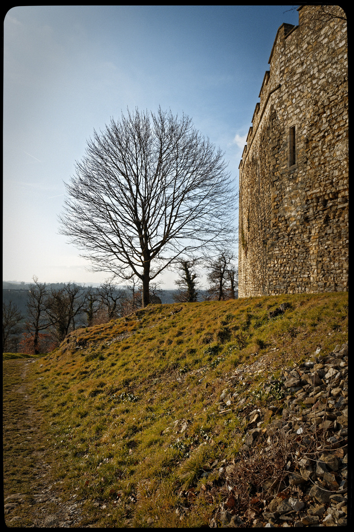 L'arbre sans feuilles