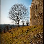 L'arbre sans feuilles