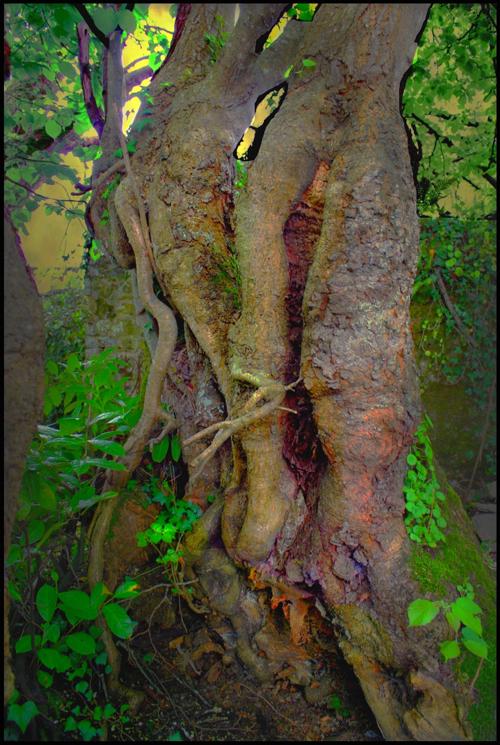 L'arbre serait-il humain?