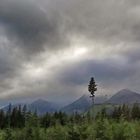 L’arbre solitaire