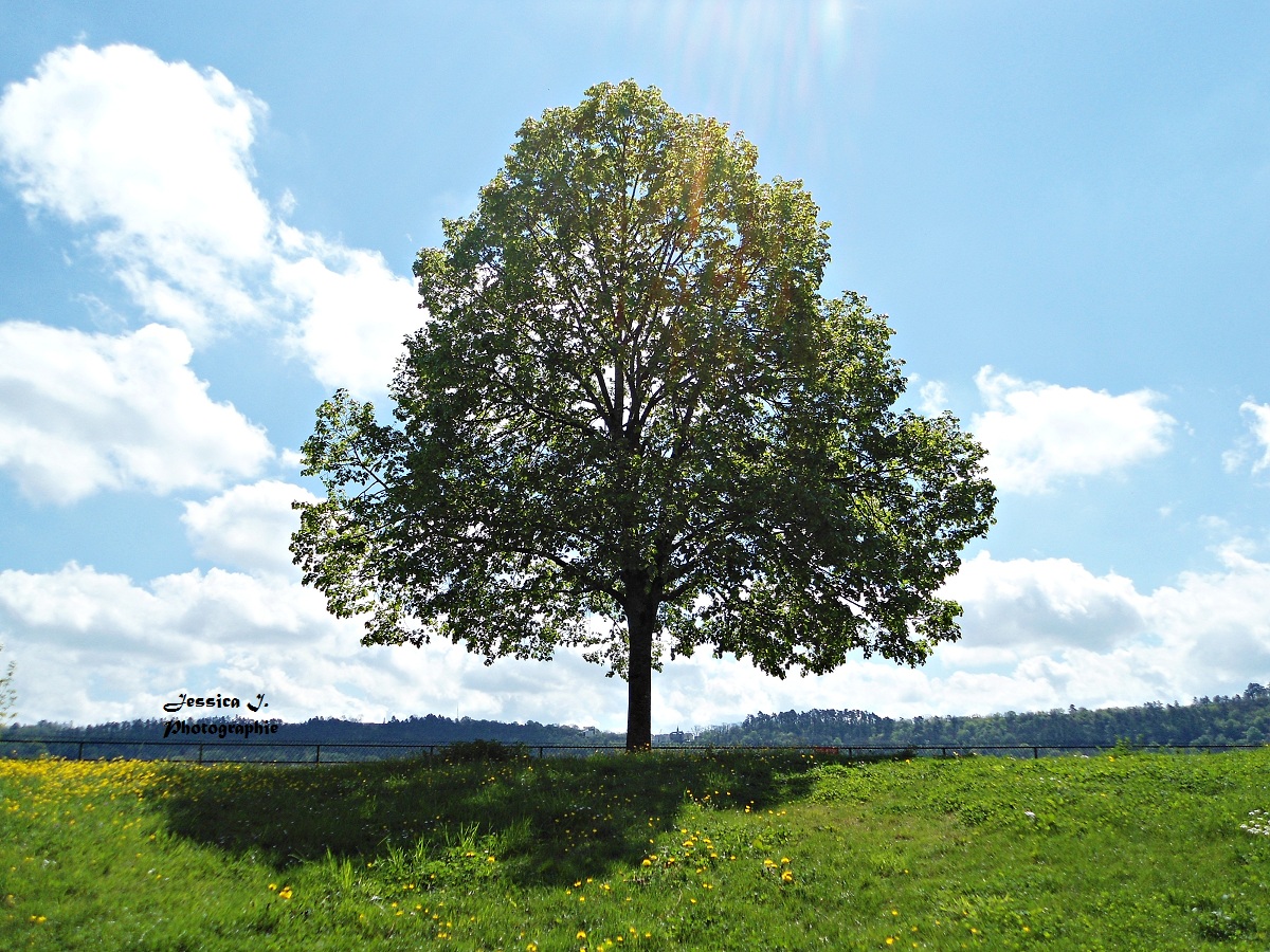 L'arbre solitaire