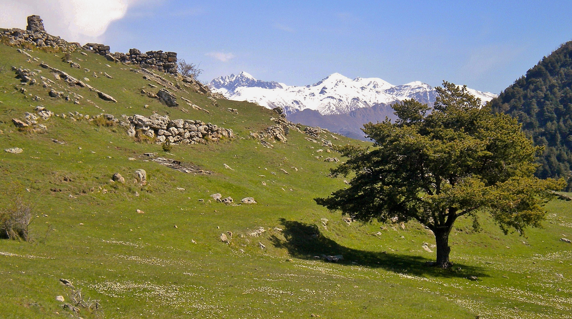 l'arbre solitaire