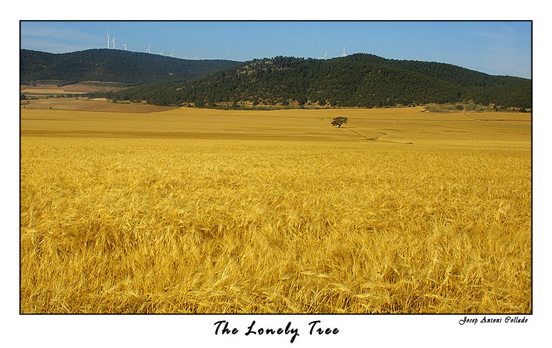 L'arbre solitari - The lonely tree