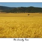 L'arbre solitari - The lonely tree