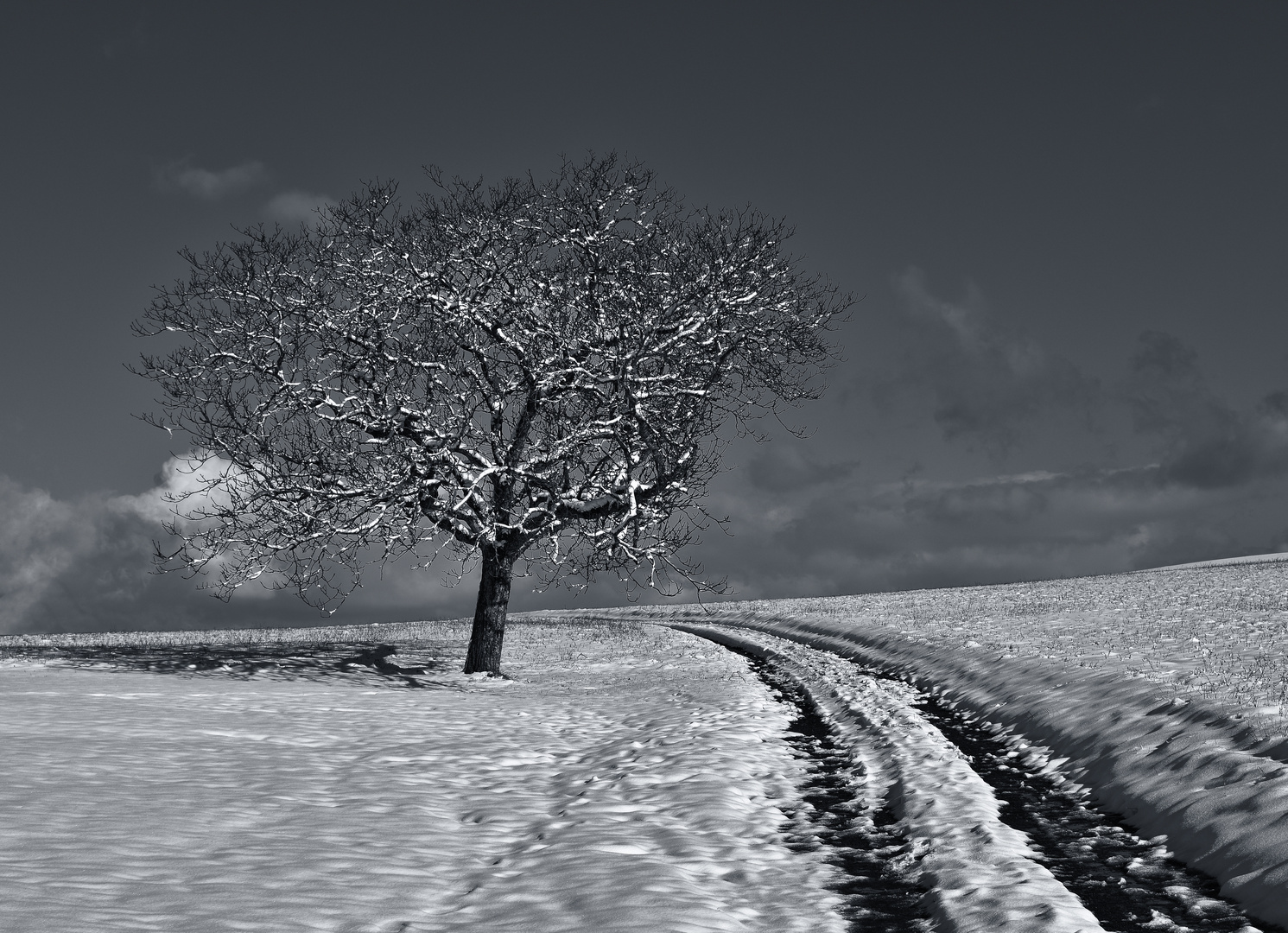 l'arbre sous la neige