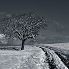 l'arbre sous la neige