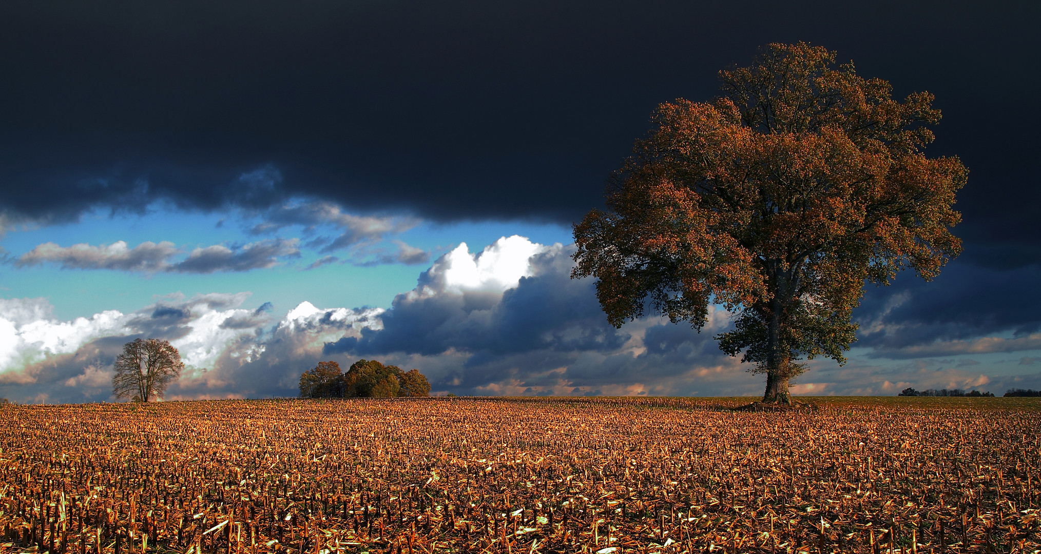 L'arbre sous l'orage