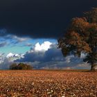 L'arbre sous l'orage