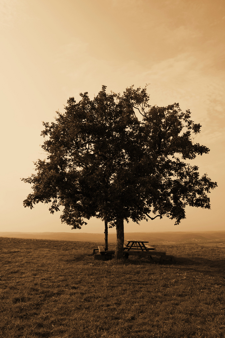 L'arbre souvenir!