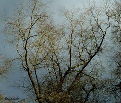 L'arbre sur fond de ciel sombre.