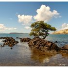 L'arbre sur le rocher