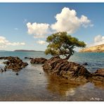 L'arbre sur le rocher