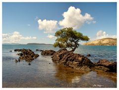 L'arbre sur le rocher