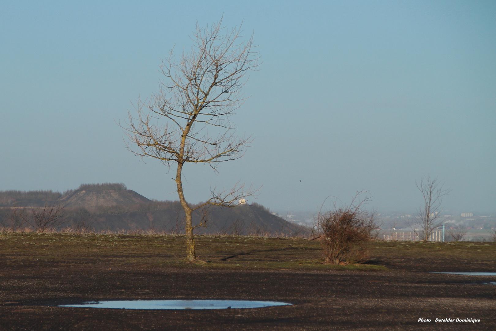 l'Arbre sur terril