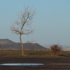 l'Arbre sur terril