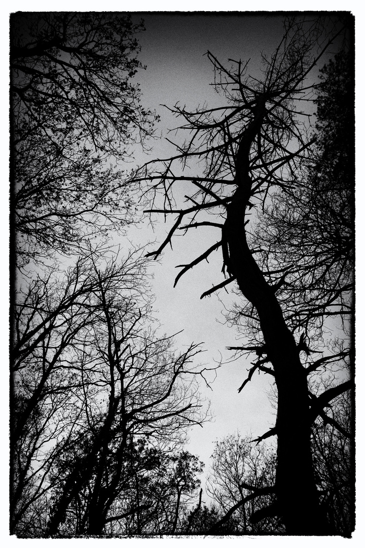 l'arbre tordu