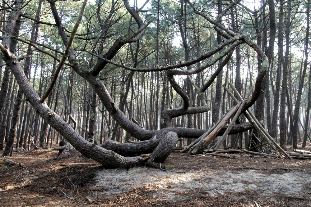 l'arbre tordu !!