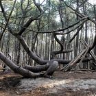 l'arbre tordu !!