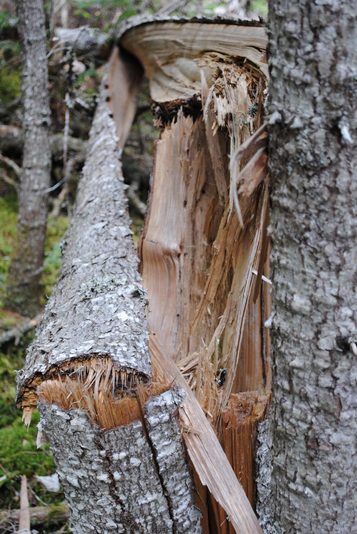 L'arbre tordu