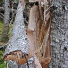 L'arbre tordu