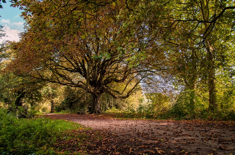 L'arbre torturée