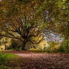 L'arbre torturée