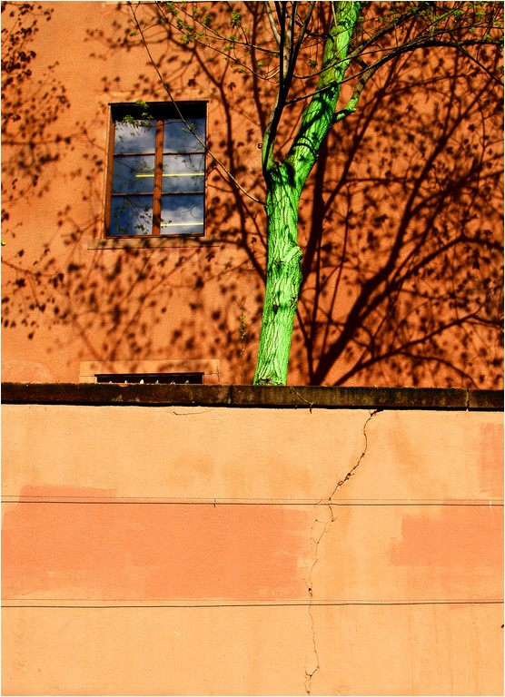 L'arbre vert.