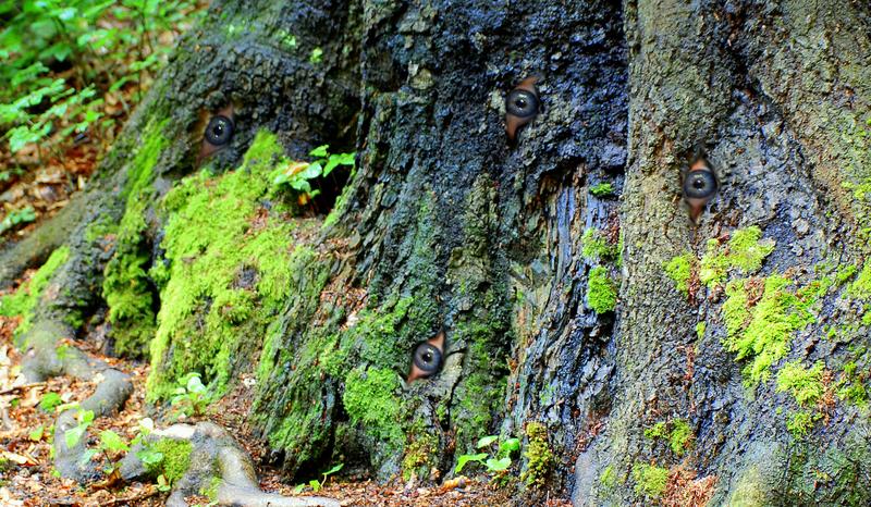 L´arbre voyeur