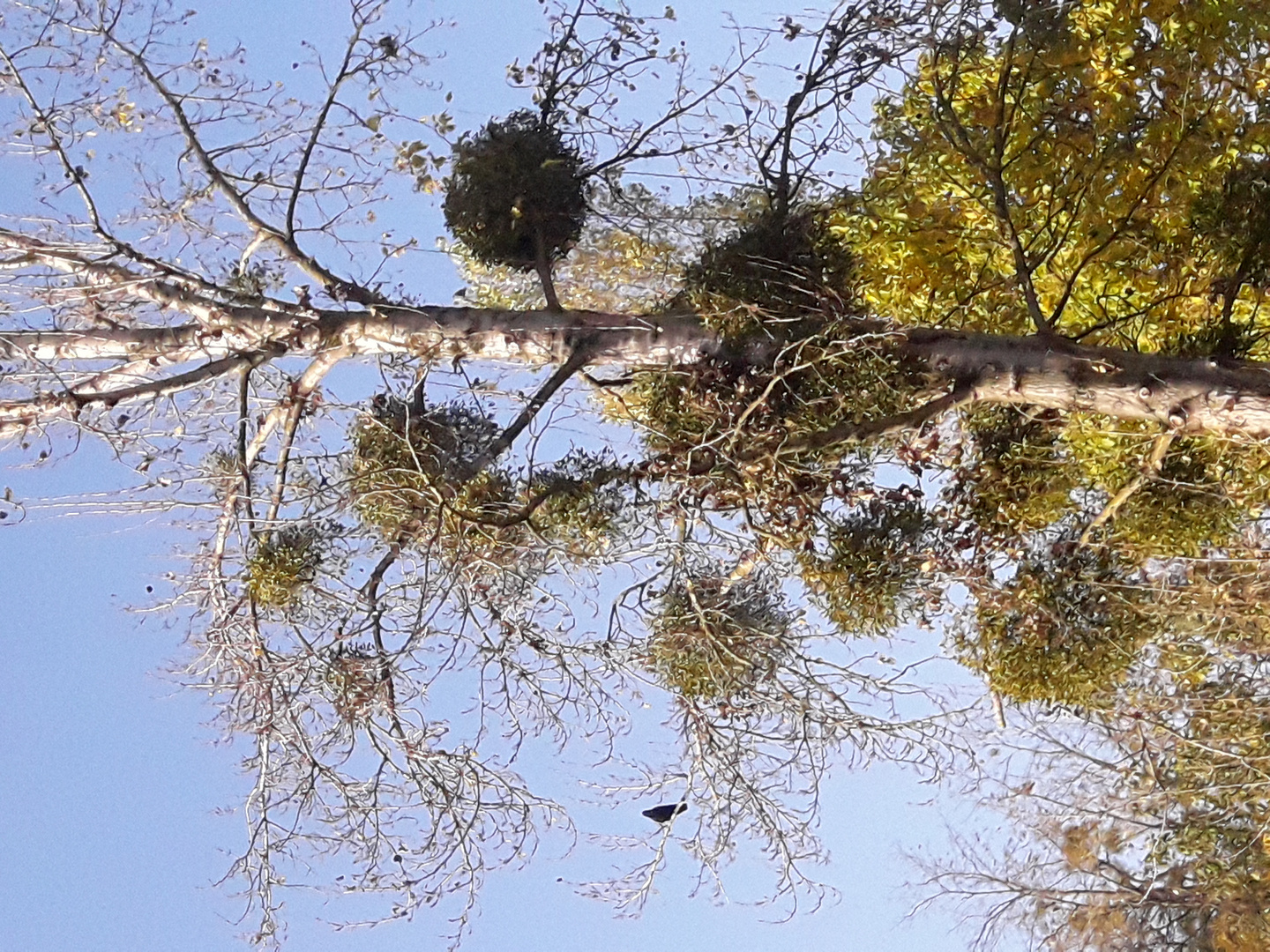 L'Arbretum de Paris à Joinville le pont.