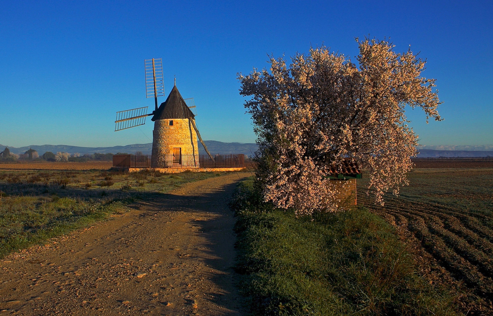 L'arbuste et le moulin.