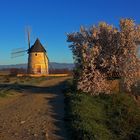 L'arbuste et le moulin.